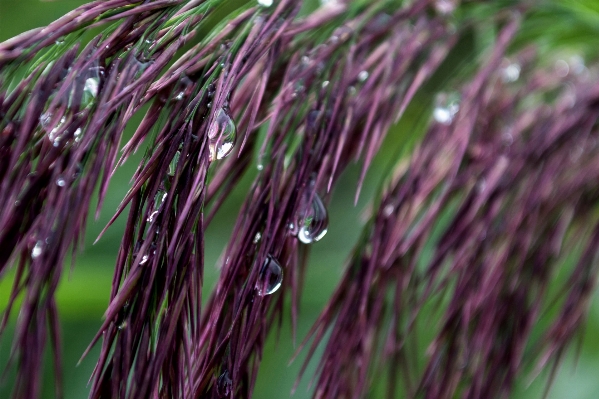 Water nature grass outdoor Photo