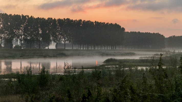 Water nature forest grass Photo