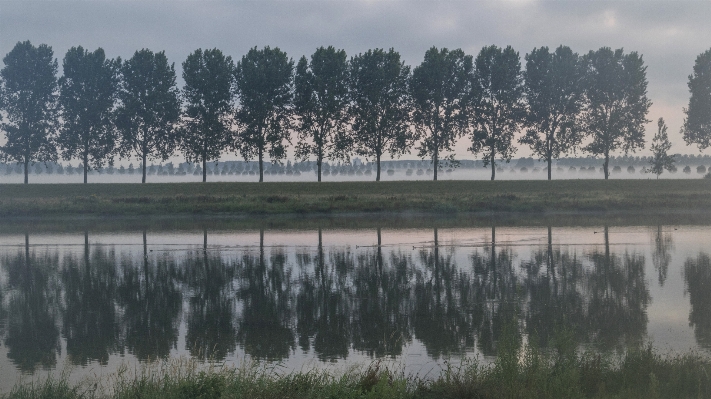 Tree water nature grass Photo