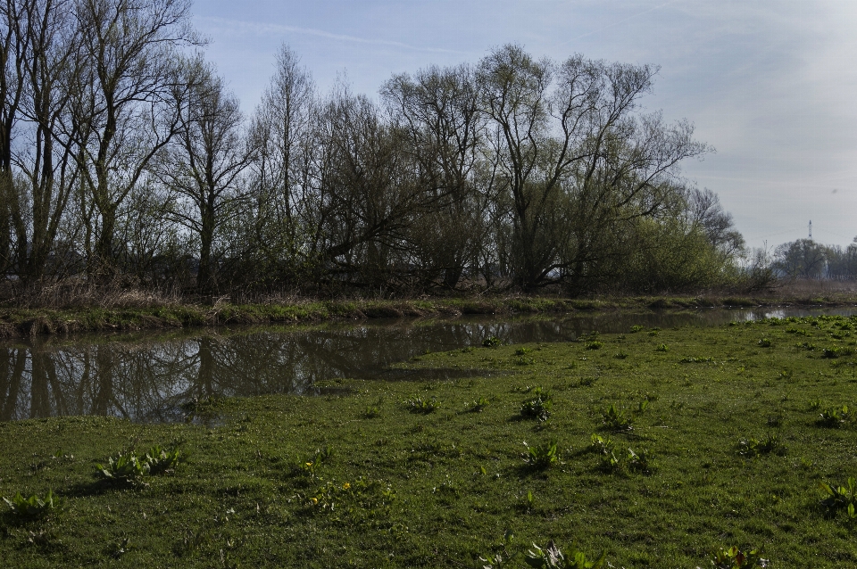 Landscape tree water nature