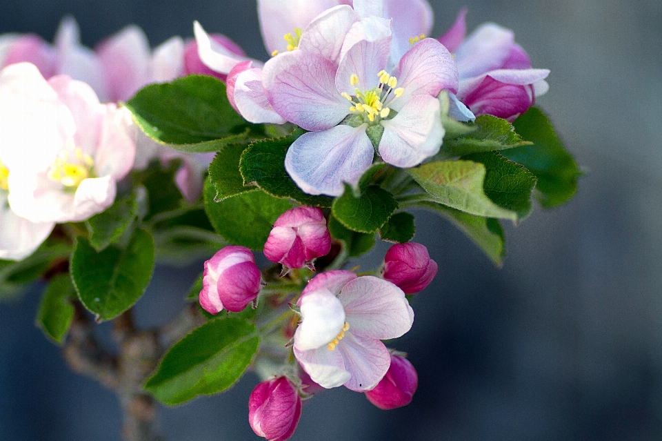 Natur blüte anlage blume