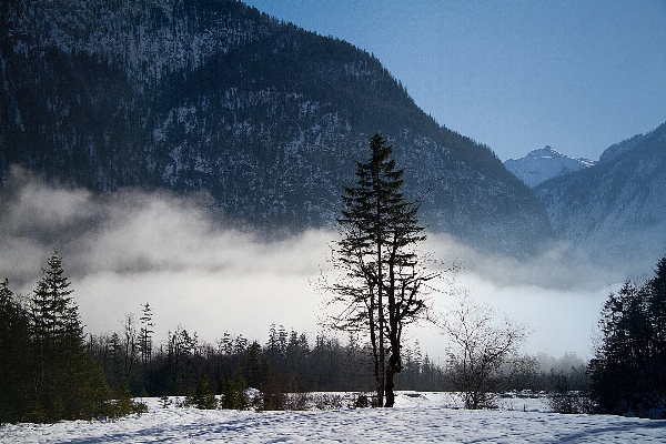 Foto Paesaggio albero natura foresta