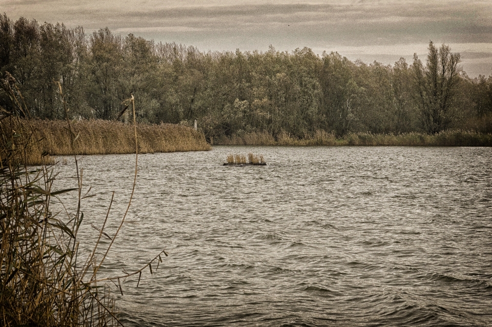 пейзаж дерево вода природа