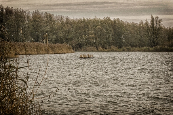 Landschaft baum wasser natur Foto