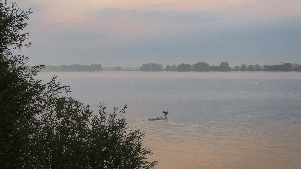 Lanskap laut pesisir pohon