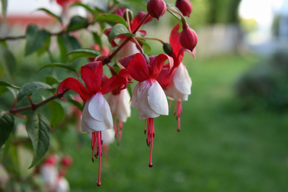 Natur blüte anlage blume