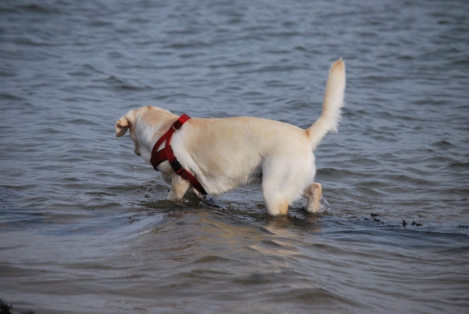 White dog animal walk