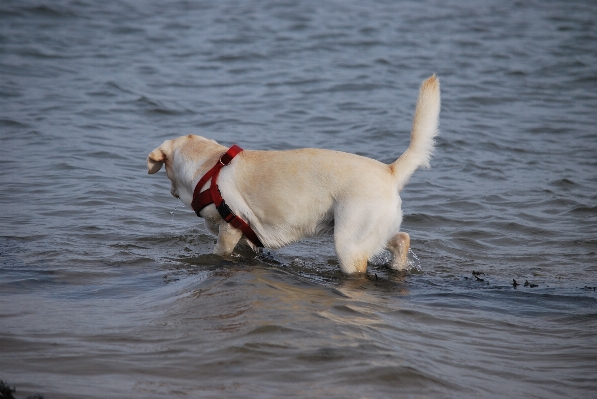 Foto Putih anjing satwa berjalan