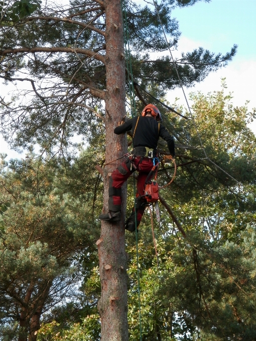 árvore floresta plantar trilha