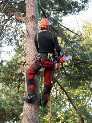 Tree trail adventure worker Photo