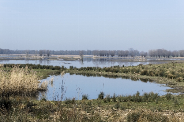 Nature outdoor marsh swamp Photo