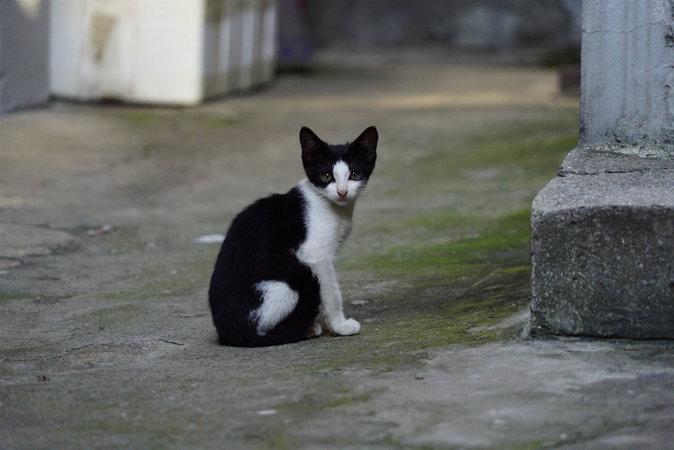 Meeting kitten cat mammal