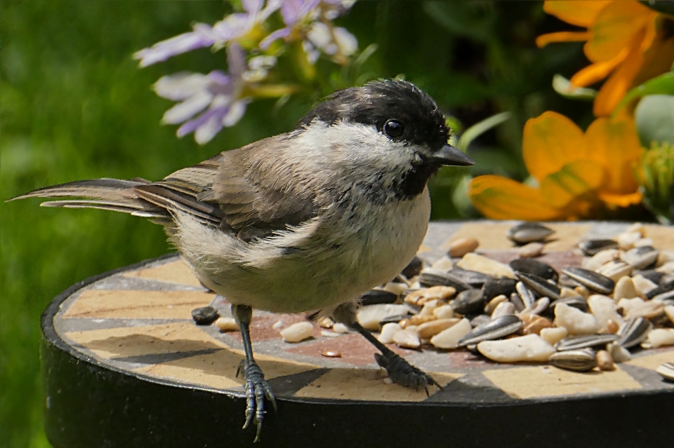 Natur vogel tier tierwelt