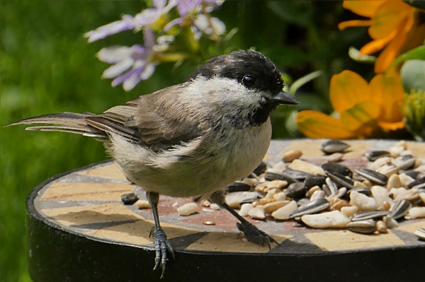 Nature bird animal wildlife Photo