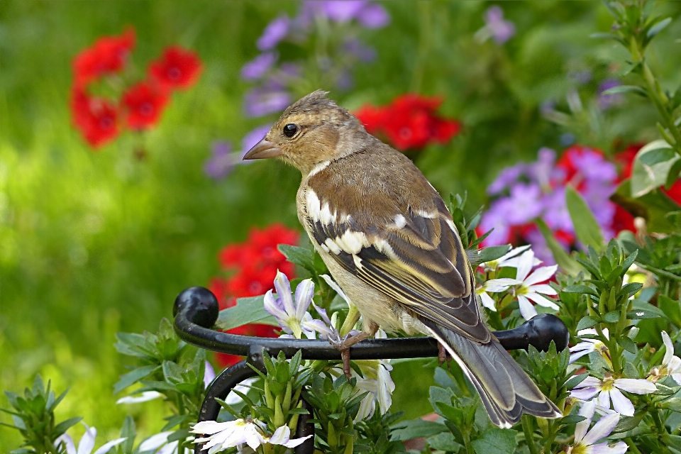 Natur vogel blume tier