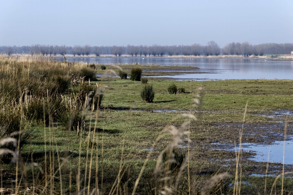 Krajobraz drzewo woda natura