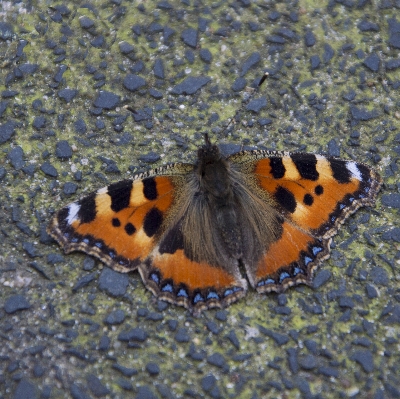 Nature outdoor wing photography Photo