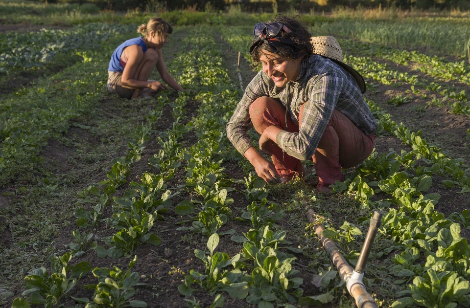 Campo azienda agricola giungla produrre