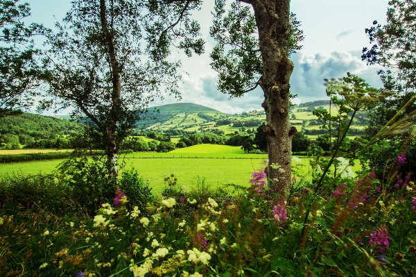 Landscape tree nature forest Photo