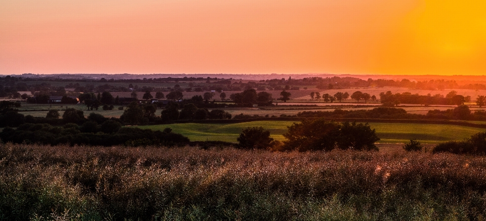 Landscape tree grass horizon