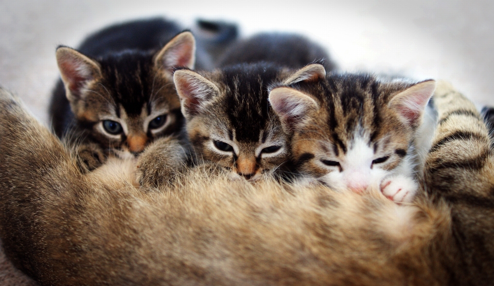 Arbeiten kätzchen katze tabby
