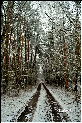 Tree forest snow winter Photo