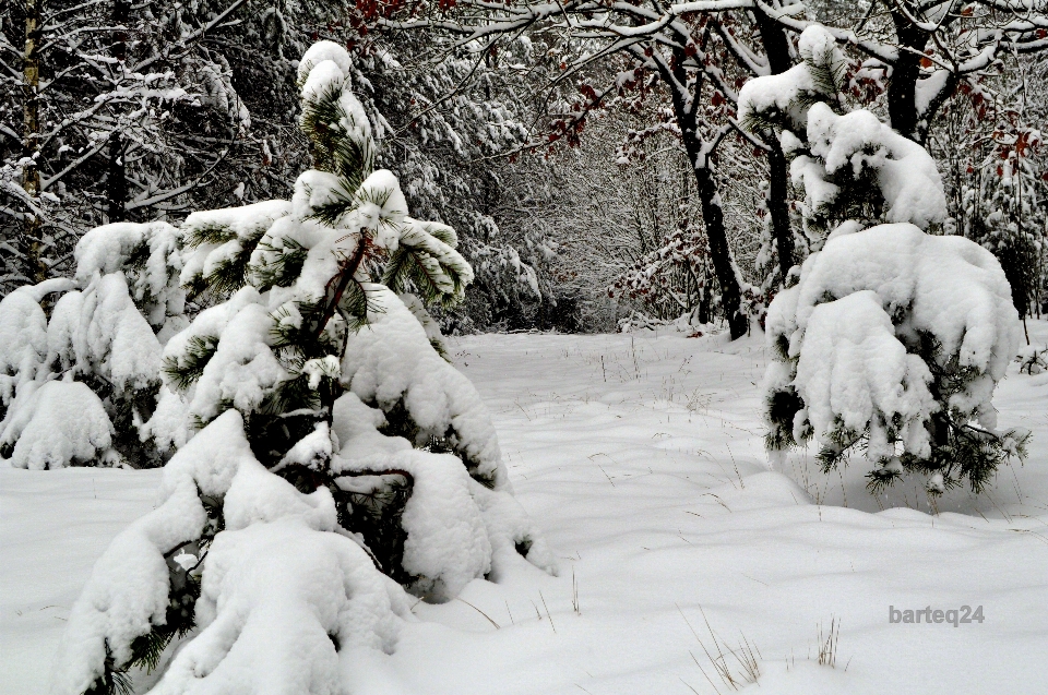 雪 冬天 欧洲 天气