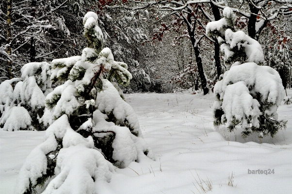 Snow winter europe weather Photo