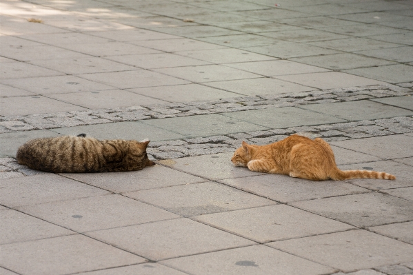 自然 床 動物 ヨーロッパ 写真