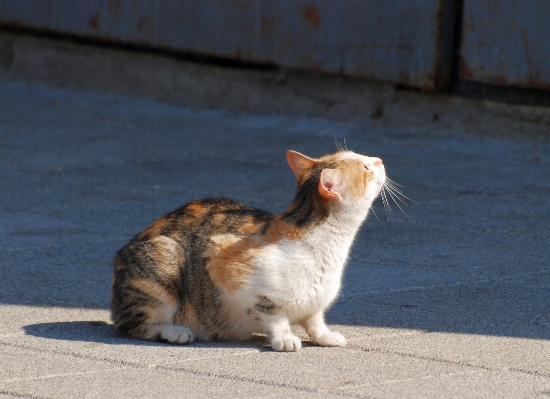 Nature europe pet cat Photo