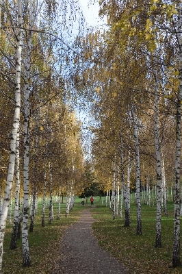 Tree forest plant sunlight Photo