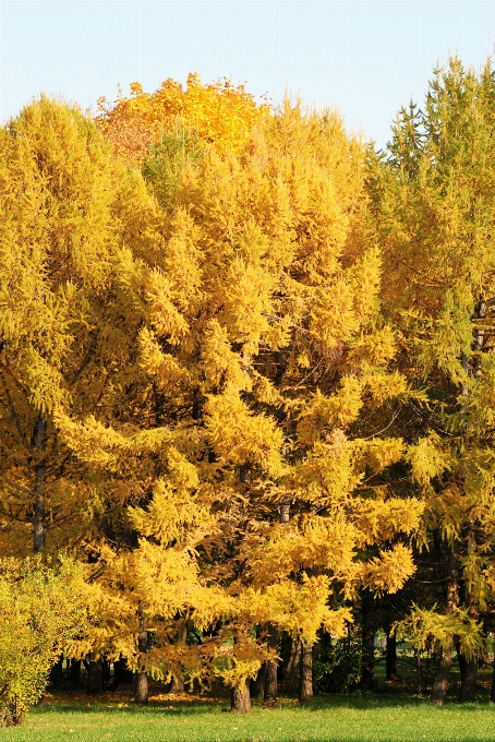 Albero pianta foglia fiore