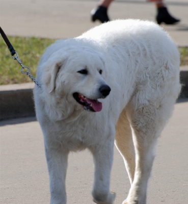 Nature dog pet mammal Photo