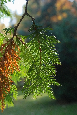 Tree nature forest branch Photo