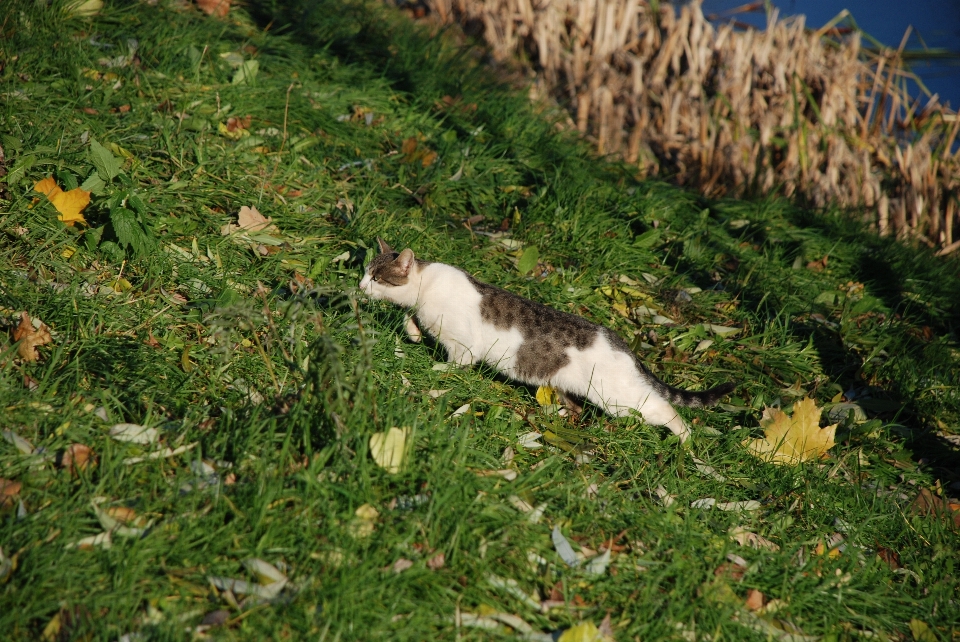 Nature herbe animal de compagnie