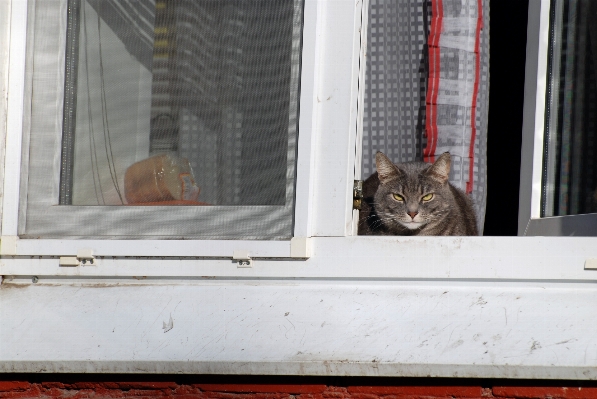 Nature window city animal Photo