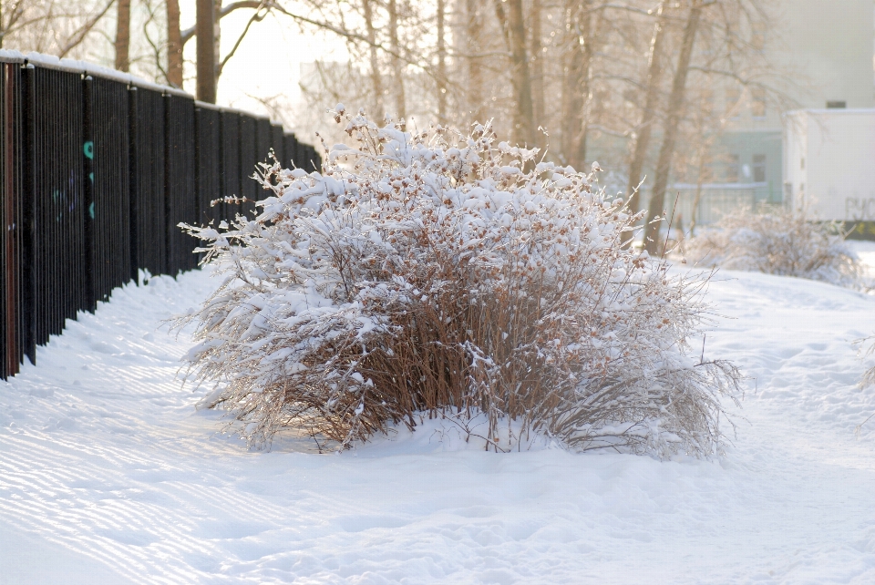 Arbre bifurquer neige hiver