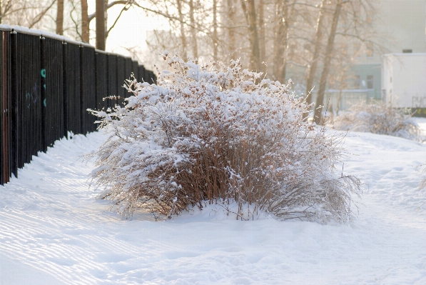 Tree branch snow winter Photo