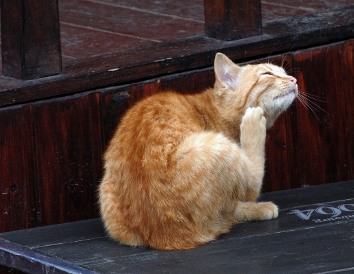 Foto Alam satwa peliharaan anak kucing