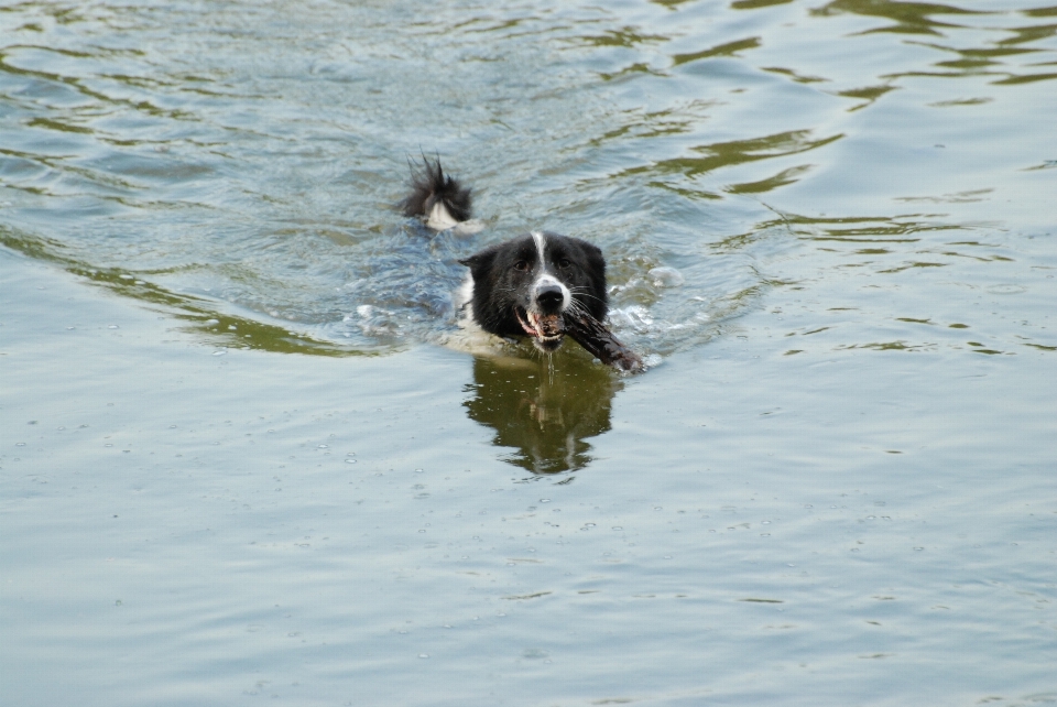 Water nature dog pet