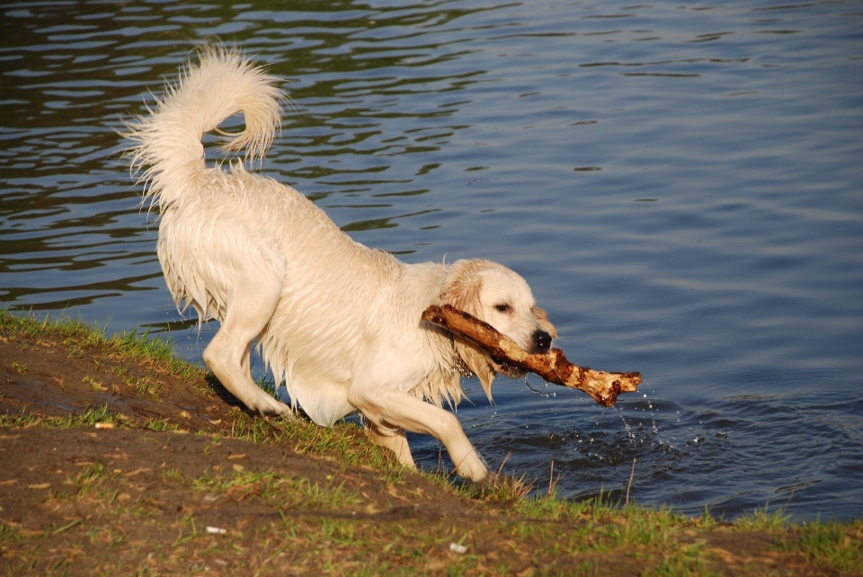 Natura cane animale domestico mammifero