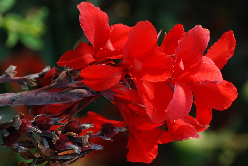 Blossom plant leaf flower