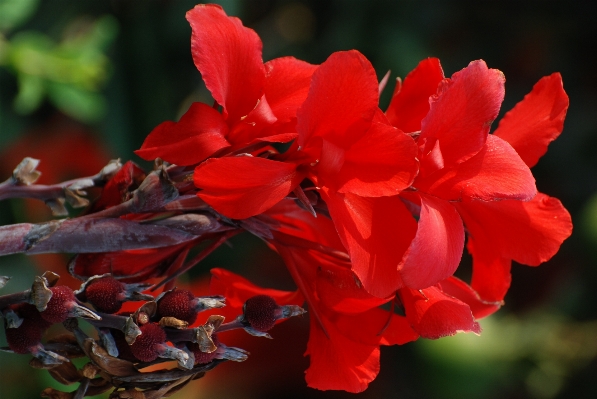 Foto Florecer planta hoja flor