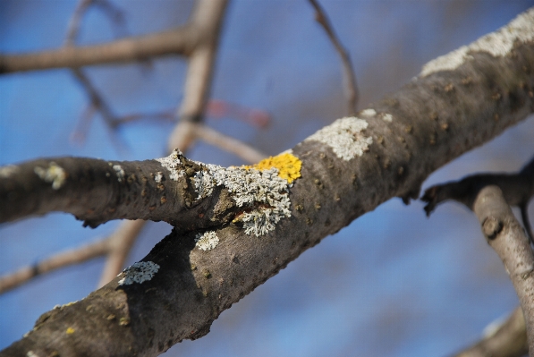 Tree nature branch snow Photo