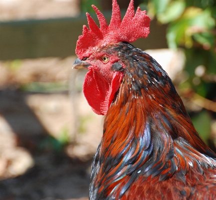 Bird red beak chicken Photo