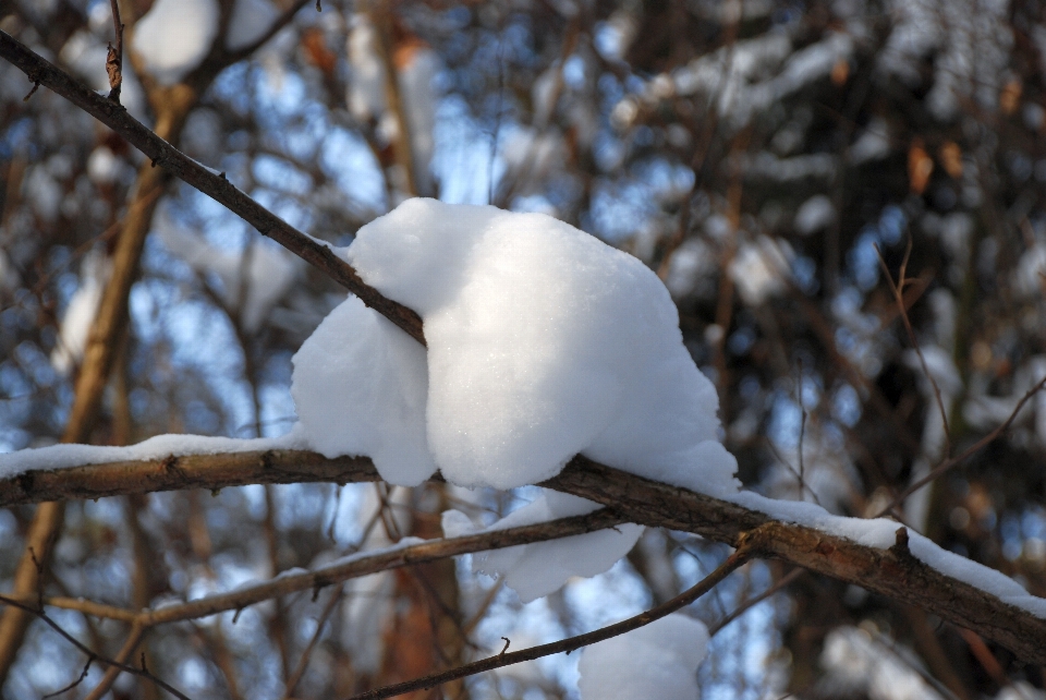 Arbre nature bifurquer neige