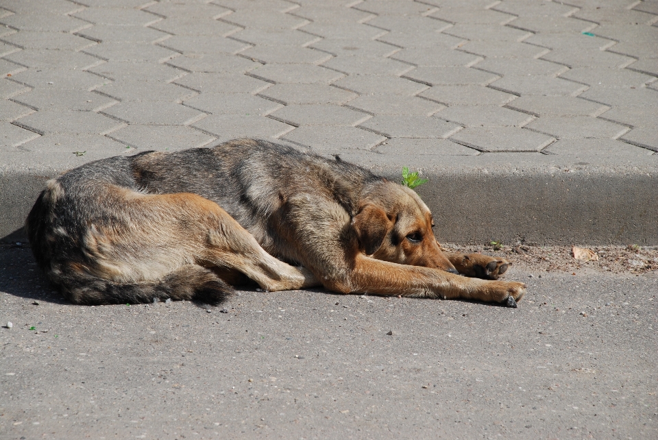 Natur hund haustier säugetier