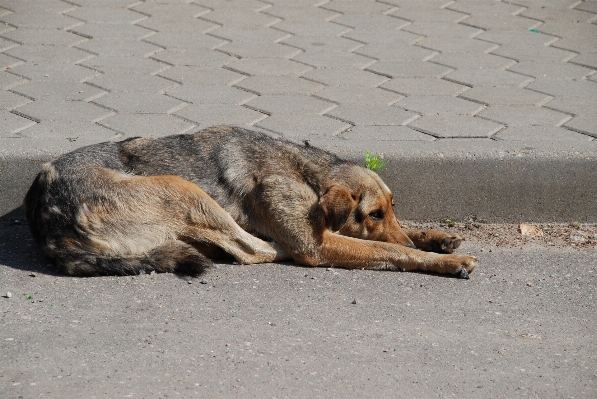 Doğa köpek evcil hayvan memeli Fotoğraf