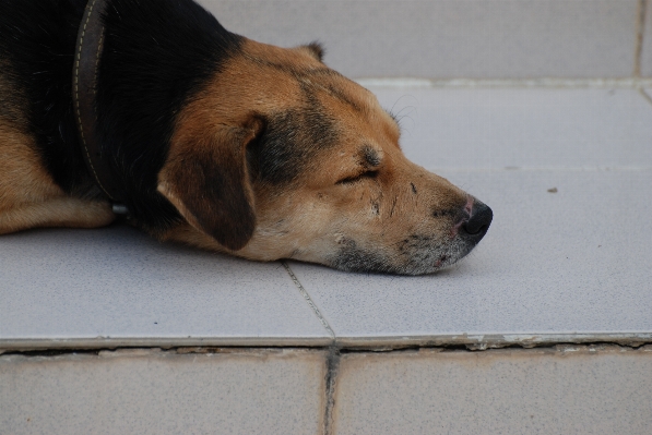 自然 子犬 犬 ペット 写真