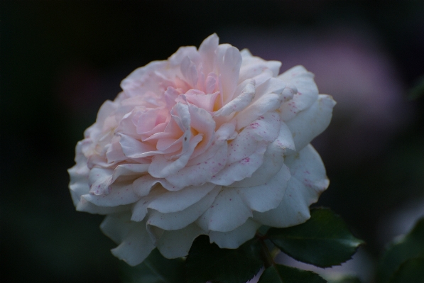 Blossom plant flower petal Photo